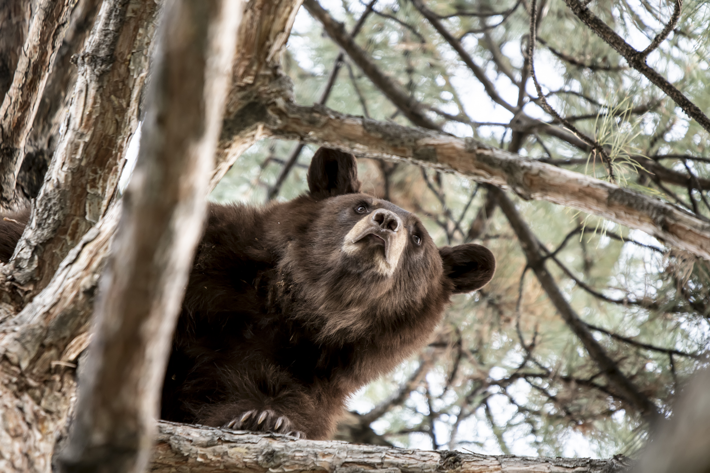 Black bear found in Orem, Utah. Photo credit: Utah Division of Wildlife Resources...