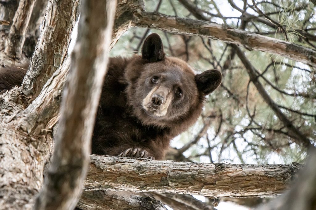 Black Bear Causes Traffic Jam in Orem, Utah - 103.5 The Arrow